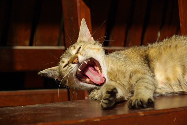 Cat with mouth wide open Cat with mouth wide open